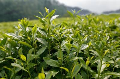 茶事|“祁門香”是什么感覺的香？